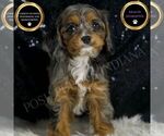 Small Cavapoo