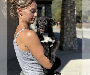 bodie - Male Borador Dog for Adoption - Photo #2