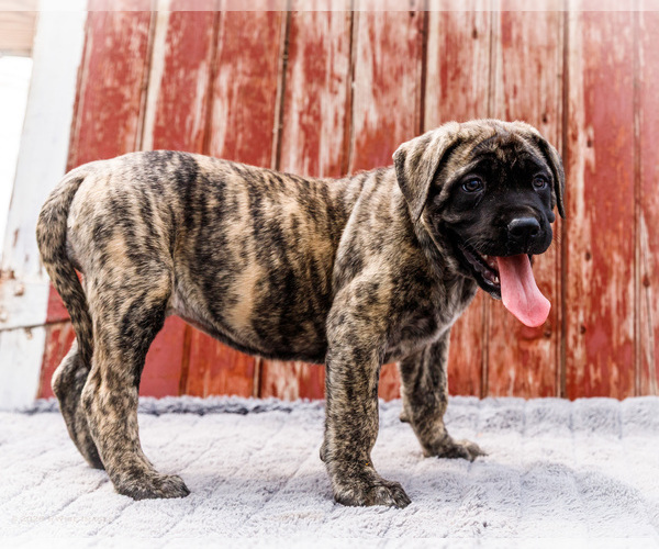Medium Photo #21 Mastiff Puppy For Sale in WAKARUSA, IN, USA