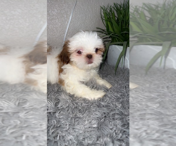 Medium Photo #2 Shih Tzu Puppy For Sale in TULARE, CA, USA