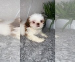 Small Photo #2 Shih Tzu Puppy For Sale in TULARE, CA, USA