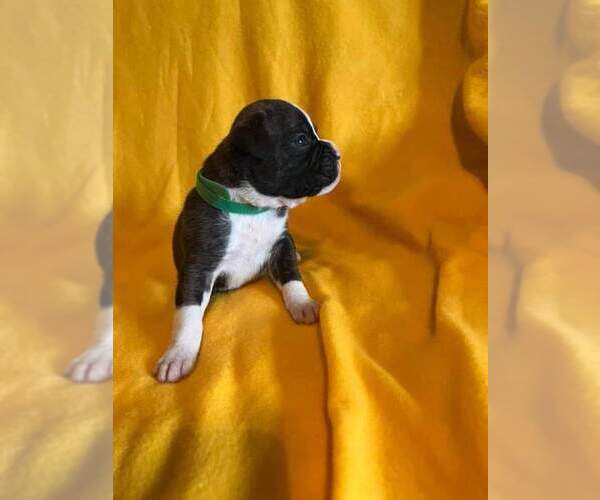 Medium Photo #8 Boxer Puppy For Sale in LAUREL, DE, USA