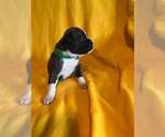 Small Photo #8 Boxer Puppy For Sale in LAUREL, DE, USA