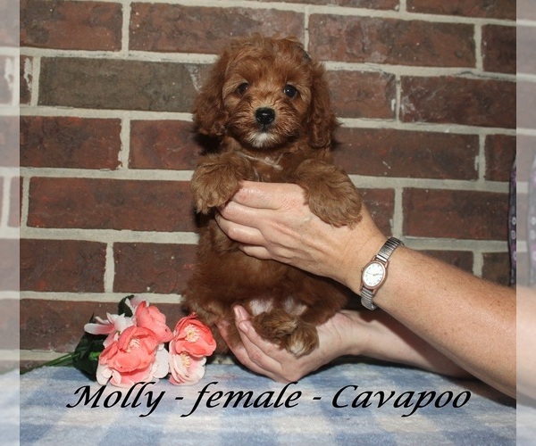 Medium Photo #2 Cavapoo (Miniature) Puppy For Sale in CLARKRANGE, TN, USA