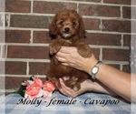 Small #1 Cavapoo (Miniature)