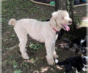 Mother of the Aussiedoodle puppies born on 04/28/2022