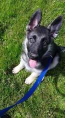 German Shepherd Dog Puppy for sale in HONESDALE, PA, USA