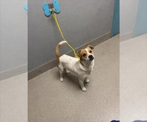 Mutt Dogs for adoption in Las Vegas, NV, USA