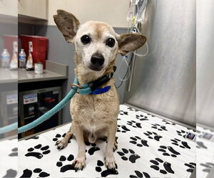 Chihuahua-Unknown Mix Dogs for adoption in Las Vegas, NV, USA