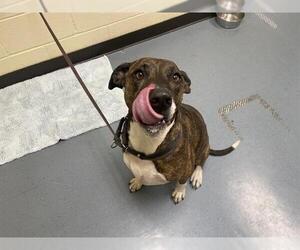 Medium Labrador Retriever Mix