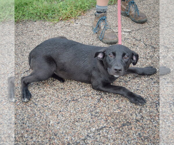 Medium Photo #5 Border Collie-Unknown Mix Puppy For Sale in Huntley, IL, USA