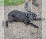 Small #4 Border Collie Mix