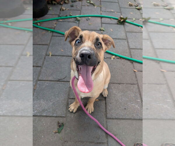 Medium Photo #7 Mountain Cur-Unknown Mix Puppy For Sale in Boston, MA, USA