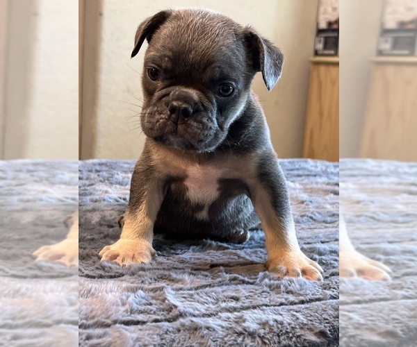 Medium Photo #12 English Bulldog Puppy For Sale in LANCASTER, CA, USA