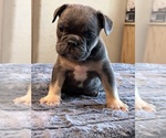 Small #11 English Bulldog