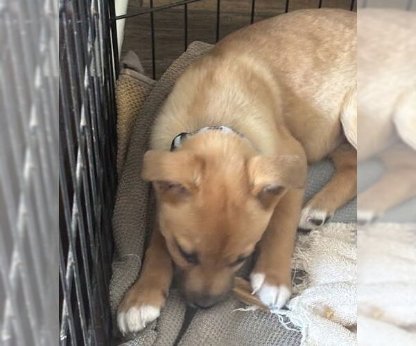 Medium Photo #6 Shepradors Puppy For Sale in Princeton, MN, USA