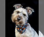 Bandit - Male Mutt Dog for Adoption - Small photo