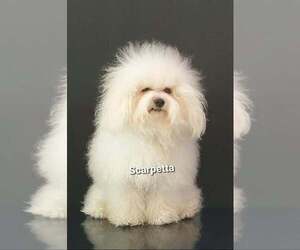 Father of the Bolognese puppies born on 02/28/2025