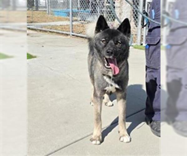 Medium Photo #1 Akita-Siberian Husky Mix Puppy For Sale in Downey, CA, USA