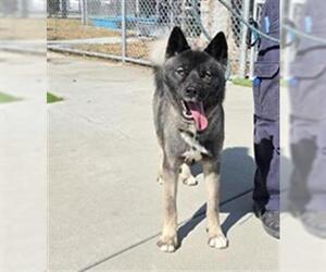 Akita-Siberian Husky Mix Dogs for adoption in Downey, CA, USA
