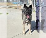 STORM - Female Akita-Siberian Husky Mix Dog for Adoption - Small photo