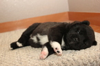 Small Photo #3 Akita Puppy For Sale in GATE, WA, USA