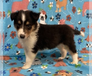 Medium Collie