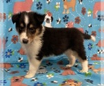 Puppy Puppy 3 Collie