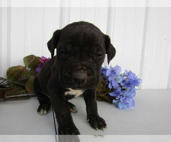 Medium Photo #17 Cane Corso Puppy For Sale in EMPIRE STATE, NY, USA