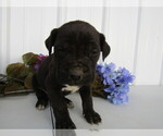 Small Photo #17 Cane Corso Puppy For Sale in EMPIRE STATE, NY, USA