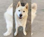 Small #1 Siberian Husky Mix