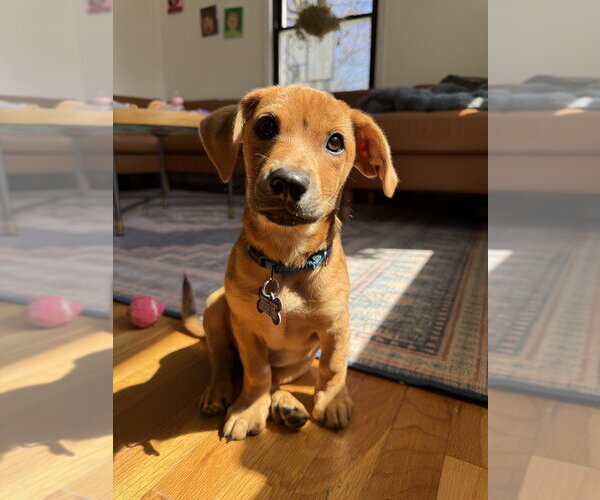 Medium Photo #1 Mutt Puppy For Sale in Oak Bluffs, MA, USA