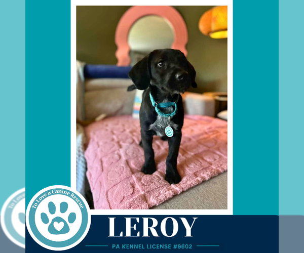 Medium Photo #3 Labrador Retriever-Unknown Mix Puppy For Sale in Kimberton, PA, USA