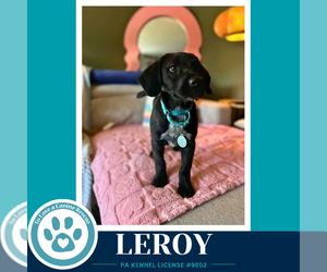 Leroy ( L Crew) 102426 - Male Labrador Retriever-Unknown Mix Dog for Adoption - Photo #3