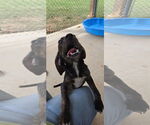 Small #3 Plott Hound Mix