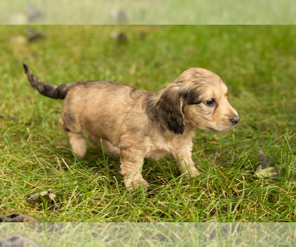 Medium Photo #3 Dachshund Puppy For Sale in MILFORD, IN, USA