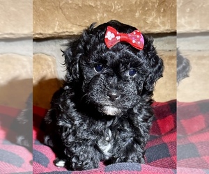 Poodle (Miniature)-Zuchon Mix Puppy for sale in ALGOMA, WI, USA
