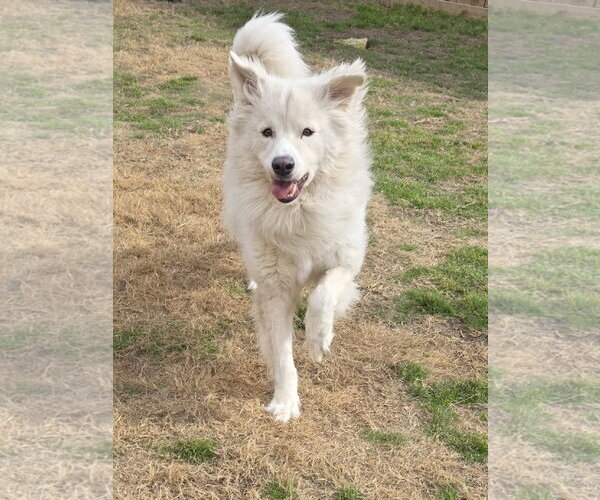 Medium Photo #18 Chow Chow-Great Pyrenees Mix Puppy For Sale in Houston, TX, USA