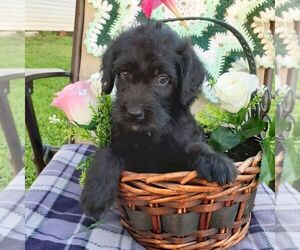 Labradoodle-Poodle (Standard) Mix Puppy for sale in CALLAO, VA, USA