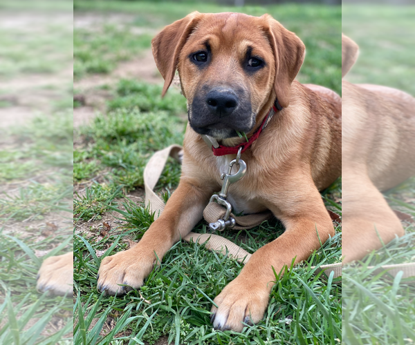 Medium Photo #9 Retriever -Unknown Mix Puppy For Sale in Holly Springs, NC, USA