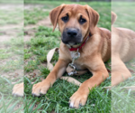 Small #8 Retriever  Mix