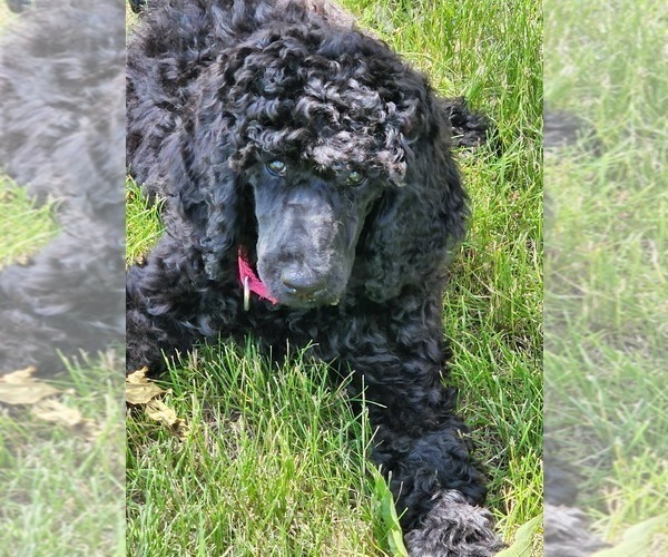 Medium Photo #6 Poodle (Standard) Puppy For Sale in WEBSTER, MN, USA