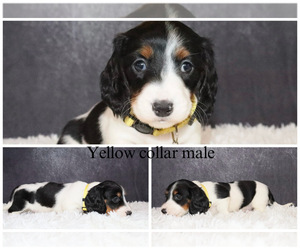 Dachshund Puppy for sale in INDEPENDENCE, IA, USA