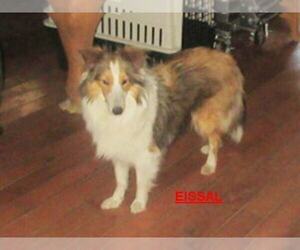 Mother of the Shetland Sheepdog puppies born on 04/10/2026