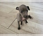 Small #3 Italian Greyhound