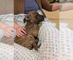 Small #4 Boxer Mix
