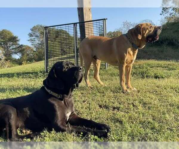 Medium Photo #6 Brazilian Mastiff Puppy For Sale in Jasper, AL, USA