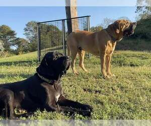Tiana - Female Brazilian Mastiff Dog for Adoption - Photo #6
