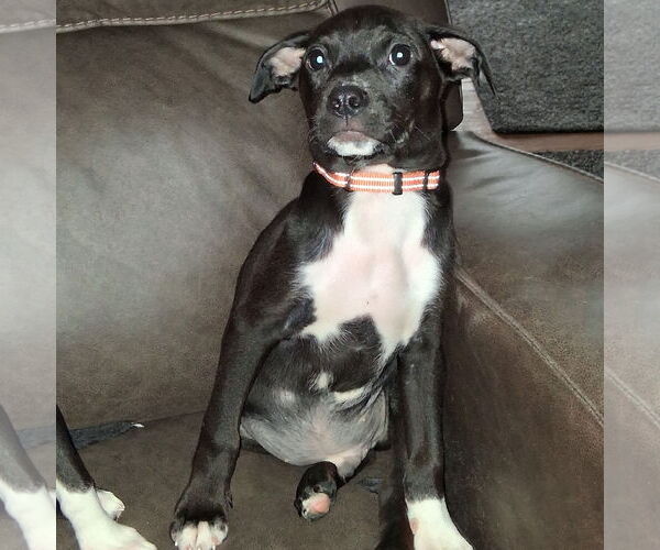 Medium Photo #6 Mutt Puppy For Sale in Brooklyn Center, MN, USA