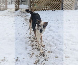 Chandler - Male Mutt Dog for Adoption - Photo #4